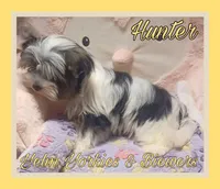 Hunter, a male Yorkshire Terrier and Biewer for sale in Yelm, WA – Photo 6 of 9