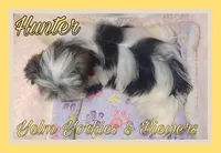 Hunter, a male Yorkshire Terrier and Biewer for sale in Yelm, WA – Photo 3 of 9