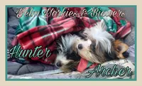 Hunter, a male Yorkshire Terrier and Biewer for sale in Yelm, WA – Photo 9 of 9