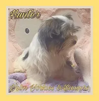 Hunter, a male Yorkshire Terrier and Biewer for sale in Yelm, WA – Photo 5 of 9