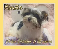 Hunter, a male Yorkshire Terrier and Biewer for sale in Yelm, WA – Photo 8 of 9