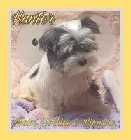 Hunter, a male Yorkshire Terrier and Biewer for sale in Yelm, WA – Photo 7 of 9