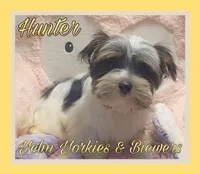 Hunter, a male Yorkshire Terrier and Biewer for sale in Yelm, WA – Photo 2 of 9