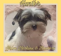 Hunter, a male Yorkshire Terrier and Biewer for sale in Yelm, WA – Photo 1 of 9