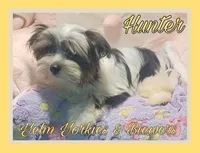 Hunter, a male Yorkshire Terrier and Biewer for sale in Yelm, WA – Photo 4 of 9