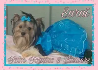 Saraï, a female Biewer for sale in Yelm, WA – Photo 5 of 10