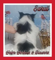 Saraï, a female Biewer for sale in Yelm, WA – Photo 7 of 10