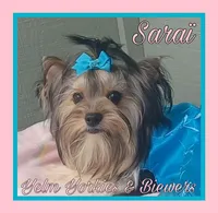 Saraï, a female Biewer for sale in Yelm, WA – Photo 4 of 10