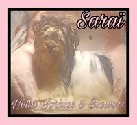 Saraï, a female Biewer for sale in Yelm, WA – Photo 3 of 10