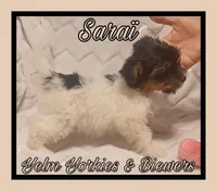 Saraï, a female Biewer for sale in Yelm, WA – Photo 9 of 10