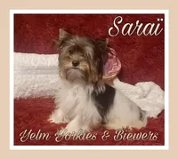 Saraï, a female Biewer for sale in Yelm, WA – Photo 6 of 10
