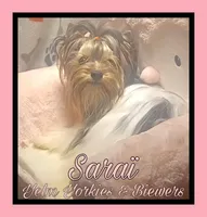 Saraï, a female Biewer for sale in Yelm, WA – Photo 2 of 10