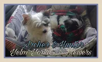 Archer, a male Yorkshire Terrier and Biewer for sale in Yelm, WA – Photo 9 of 9