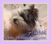 Archer, a male Yorkshire Terrier and Biewer for sale in Yelm, WA – Photo 4 of 9