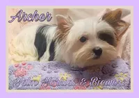 Archer, a male Yorkshire Terrier and Biewer for sale in Yelm, WA – Photo 5 of 9