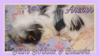 Archer, a male Yorkshire Terrier and Biewer for sale in Yelm, WA – Photo 8 of 9