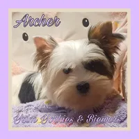 Archer, a male Yorkshire Terrier and Biewer for sale in Yelm, WA – Photo 2 of 9