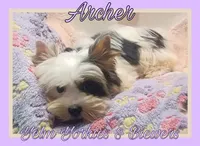 Archer, a male Yorkshire Terrier and Biewer for sale in Yelm, WA – Photo 7 of 9