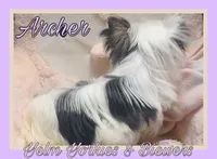 Archer, a male Yorkshire Terrier and Biewer for sale in Yelm, WA – Photo 3 of 9