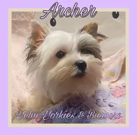 Archer, a male Yorkshire Terrier and Biewer for sale in Yelm, WA – Photo 6 of 9