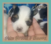 Aeolis, a male Yorkshire Terrier for sale in Yelm, WA – Photo 5 of 5