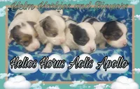 Aeolis, a male Yorkshire Terrier for sale in Yelm, WA – Photo 2 of 5