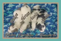 Aeolis, a male Yorkshire Terrier for sale in Yelm, WA – Photo 3 of 5