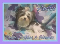 Aeolis, a male Yorkshire Terrier for sale in Yelm, WA – Photo 1 of 5