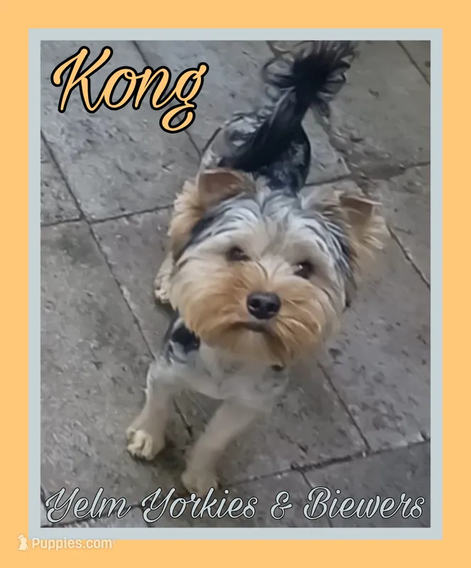 Kong – Yorkshire Terrier puppy for sale in Yelm, WA