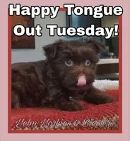 Dove, a female Yorkshire Terrier for sale in Yelm, WA – 3 of 3