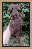 Glaze, a male Yorkshire Terrier for sale in Yelm, WA – Photo 7 of 7