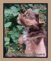 Glaze, a male Yorkshire Terrier for sale in Yelm, WA – Photo 3 of 7