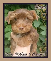 Glaze, a male Yorkshire Terrier for sale in Yelm, WA – Photo 2 of 7