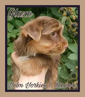 Glaze, a male Yorkshire Terrier for sale in Yelm, WA – Photo 4 of 7