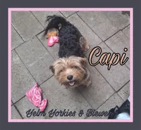 Capi, a male Yorkshire Terrier for sale in Yelm, WA – 3 of 3