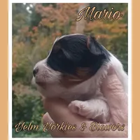 Mario, a male Yorkshire Terrier and Biewer for sale in Yelm, WA – Photo 5 of 10