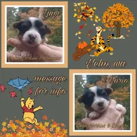 Mario, a male Yorkshire Terrier and Biewer for sale in Yelm, WA – Photo 3 of 10