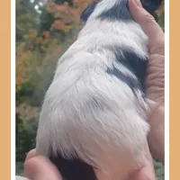 Mario, a male Yorkshire Terrier and Biewer for sale in Yelm, WA – Photo 6 of 10