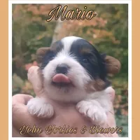 Mario, a male Yorkshire Terrier and Biewer for sale in Yelm, WA – Photo 4 of 10