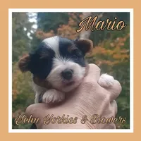 Mario, a male Yorkshire Terrier and Biewer for sale in Yelm, WA – Photo 8 of 10