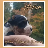 Mario, a male Yorkshire Terrier and Biewer for sale in Yelm, WA – Photo 10 of 10