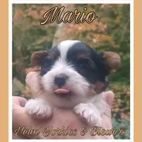 Mario, a male Yorkshire Terrier and Biewer for sale in Yelm, WA – Photo 1 of 10