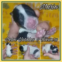 Mario, a male Yorkshire Terrier and Biewer for sale in Yelm, WA – Photo 2 of 10