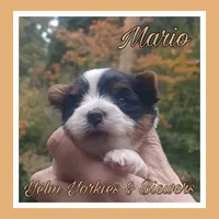 Mario, a male Yorkshire Terrier and Biewer for sale in Yelm, WA – Photo 7 of 10