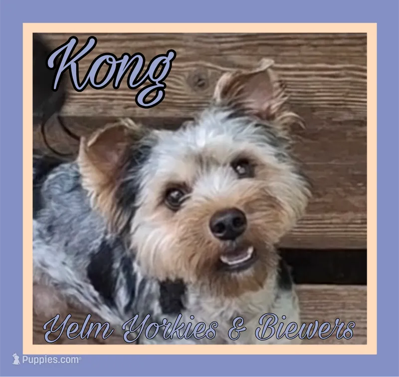 Kong – Yorkshire Terrier puppy for sale in Yelm, WA