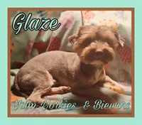 Glaze, a male Yorkshire Terrier for sale in Yelm, WA – 3 of 5