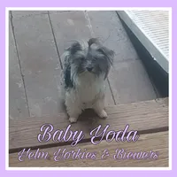 Baby Yoda, a female Yorkshire Terrier for sale in Yelm, WA – Photo 4 of 5