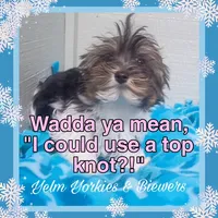 Baby Yoda, a female Yorkshire Terrier for sale in Yelm, WA – Photo 5 of 5