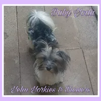 Baby Yoda, a female Yorkshire Terrier for sale in Yelm, WA – Photo 3 of 5