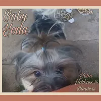 Baby Yoda, a female Yorkshire Terrier for sale in Yelm, WA – Photo 1 of 5